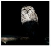 hedwig - (c) m  mueller.jpg